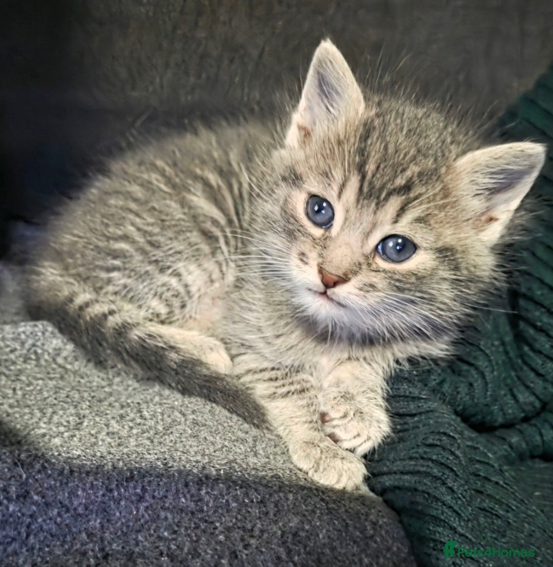 Mixed Breed cats GREY MIXED TABBY - only red boy left - Advert 1