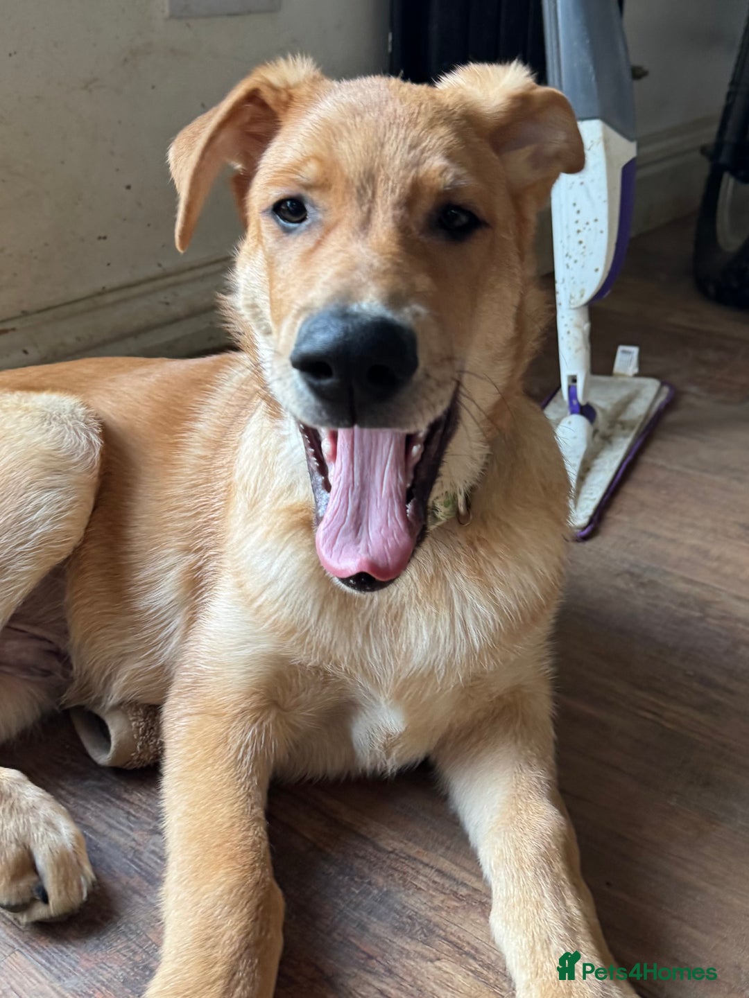 Mixed Breed dogs for sale: Beautiful Inca & handsome Nanuq PUPDATE x5 - Advert 38