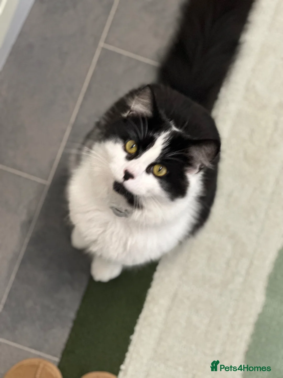 Mixed Breed cats for sale: 1 year old boy - Advert 2