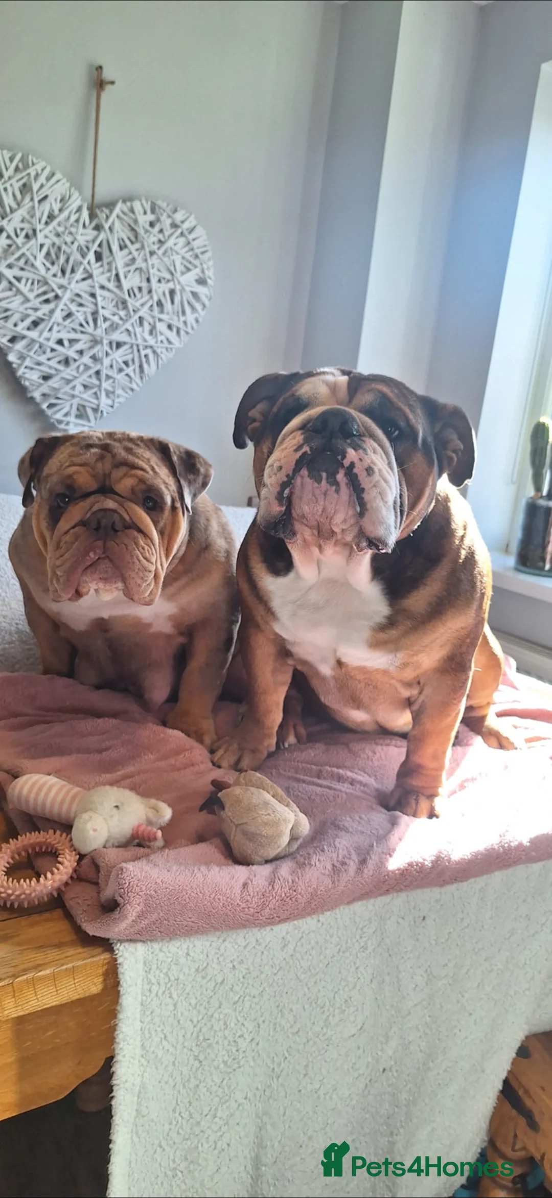 English Bulldog dogs for sale: Stunning English Bulldog Puppy's 1 boy 5 girls - Advert 2