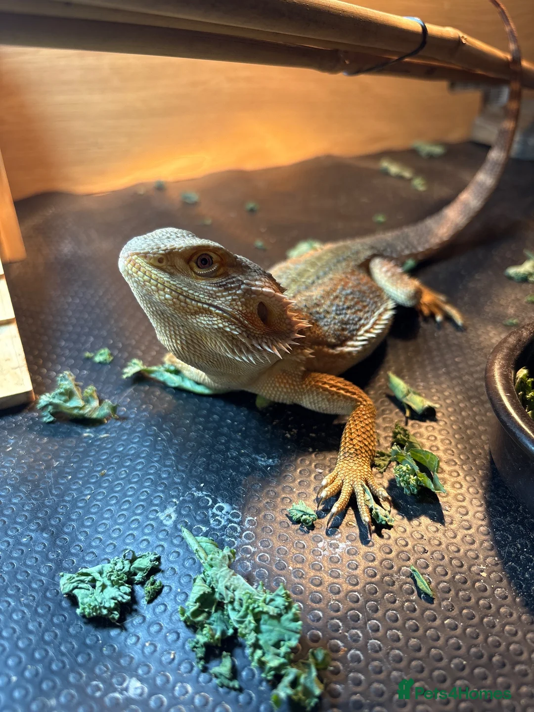Bearded Dragon reptiles for sale: For sale !!  - Advert 2