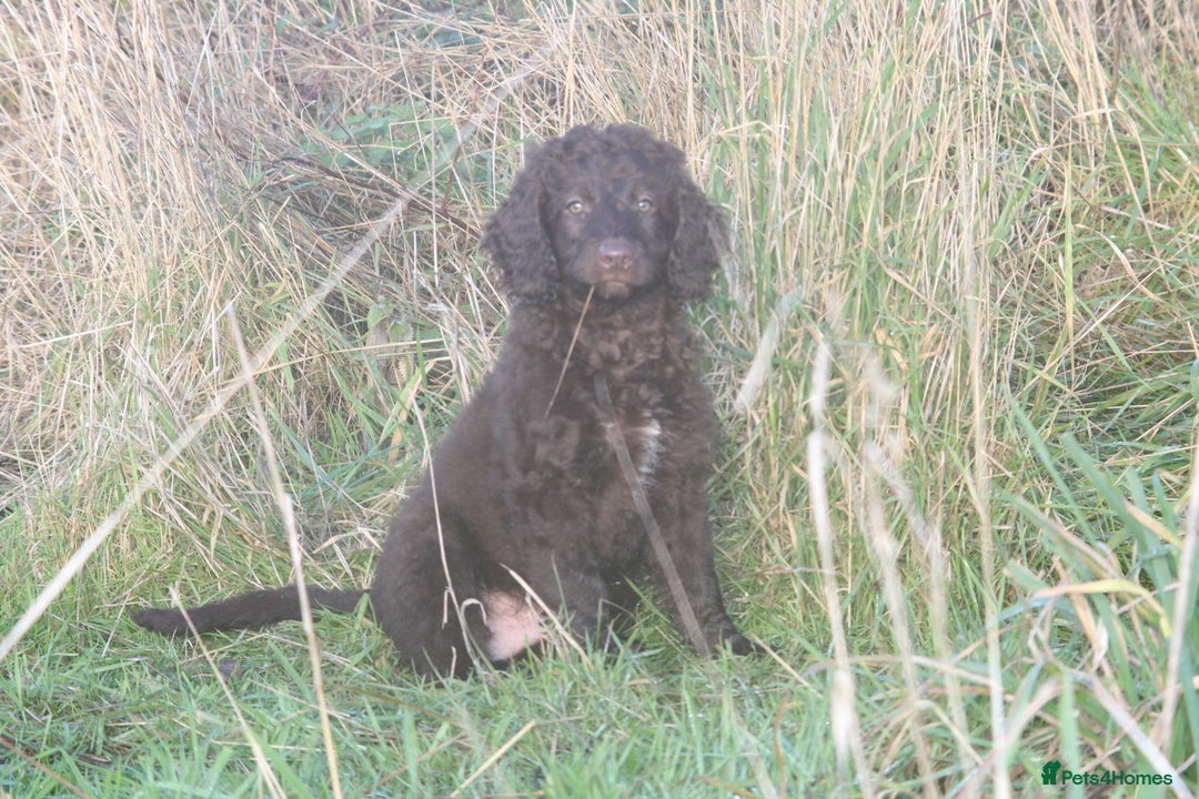 Australian Labradoodle dogs for sale: Health Tested ✔️ BOTH✔️ Parents HIP& ELBOW scored - Advert 17