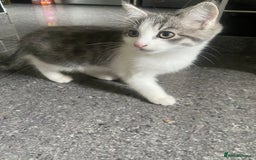 Bengal cats for sale: Three Beautiful Bengal Cross Kittens (boys)  - Image 7