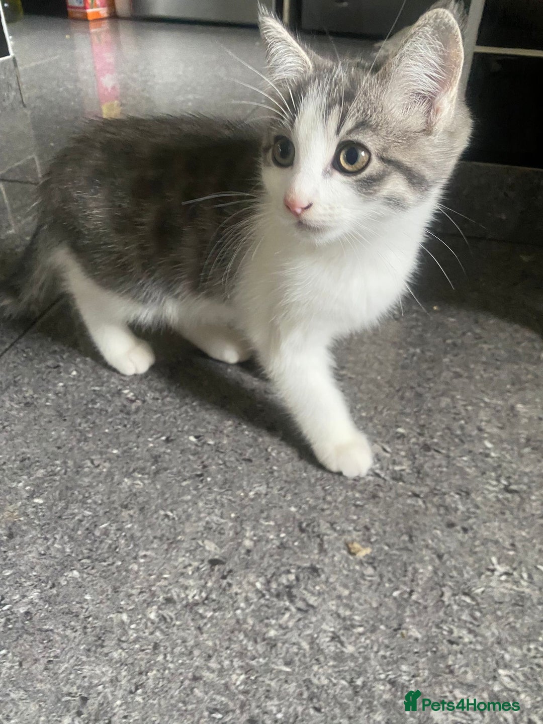 Bengal cats for sale: Three Beautiful Bengal Cross Kittens (boys)  - Image 7