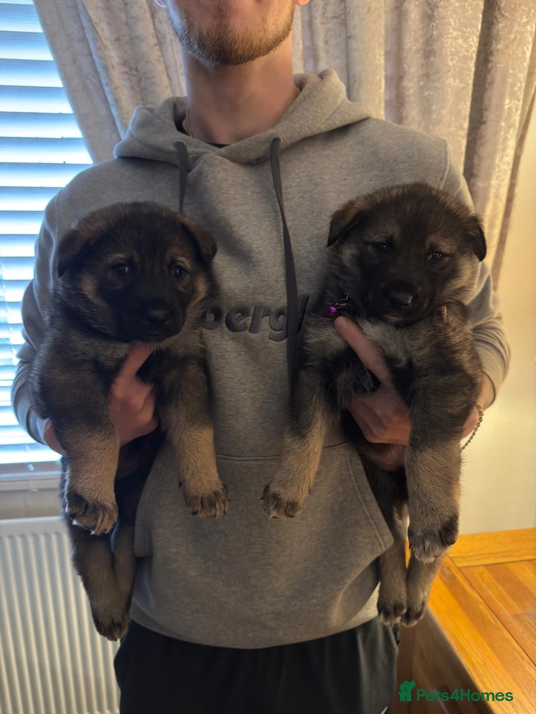 Shepsky dogs for sale: Shepsky puppies  - Advert 11