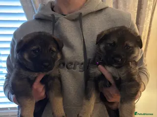 Shepsky dogs Shepsky puppies - Advert 1