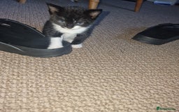 Mixed Breed cats for sale: One beautiful girl and one boy Tuxedo kittens - Advert 4