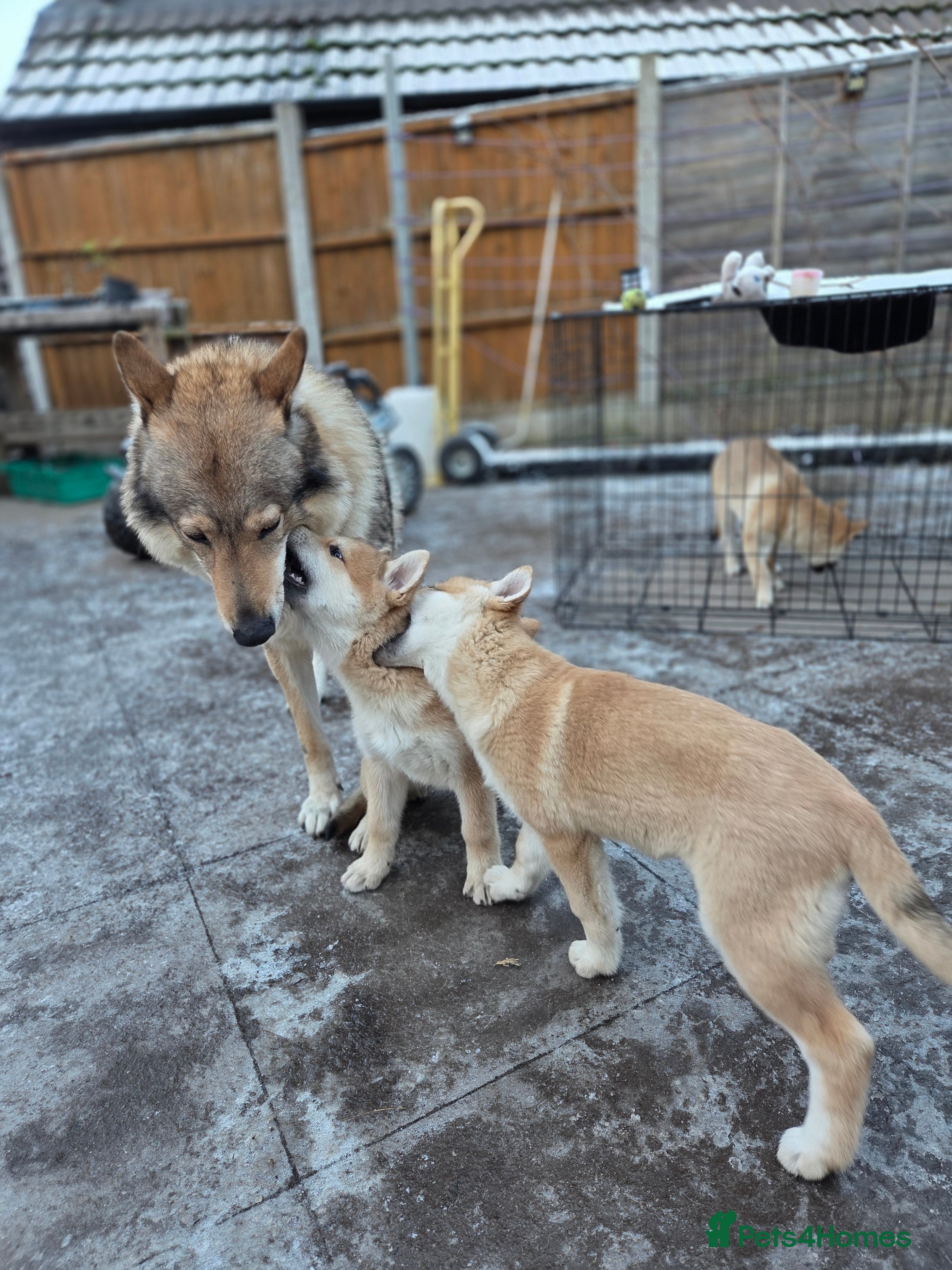 Mixed Breed dogs Wolfdog cross Puppies/ready to go  - Advert 14