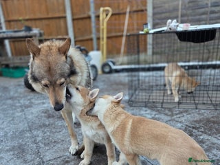 Mixed Breed dogs Wolfdog cross Puppies/ready to go - Advert 16