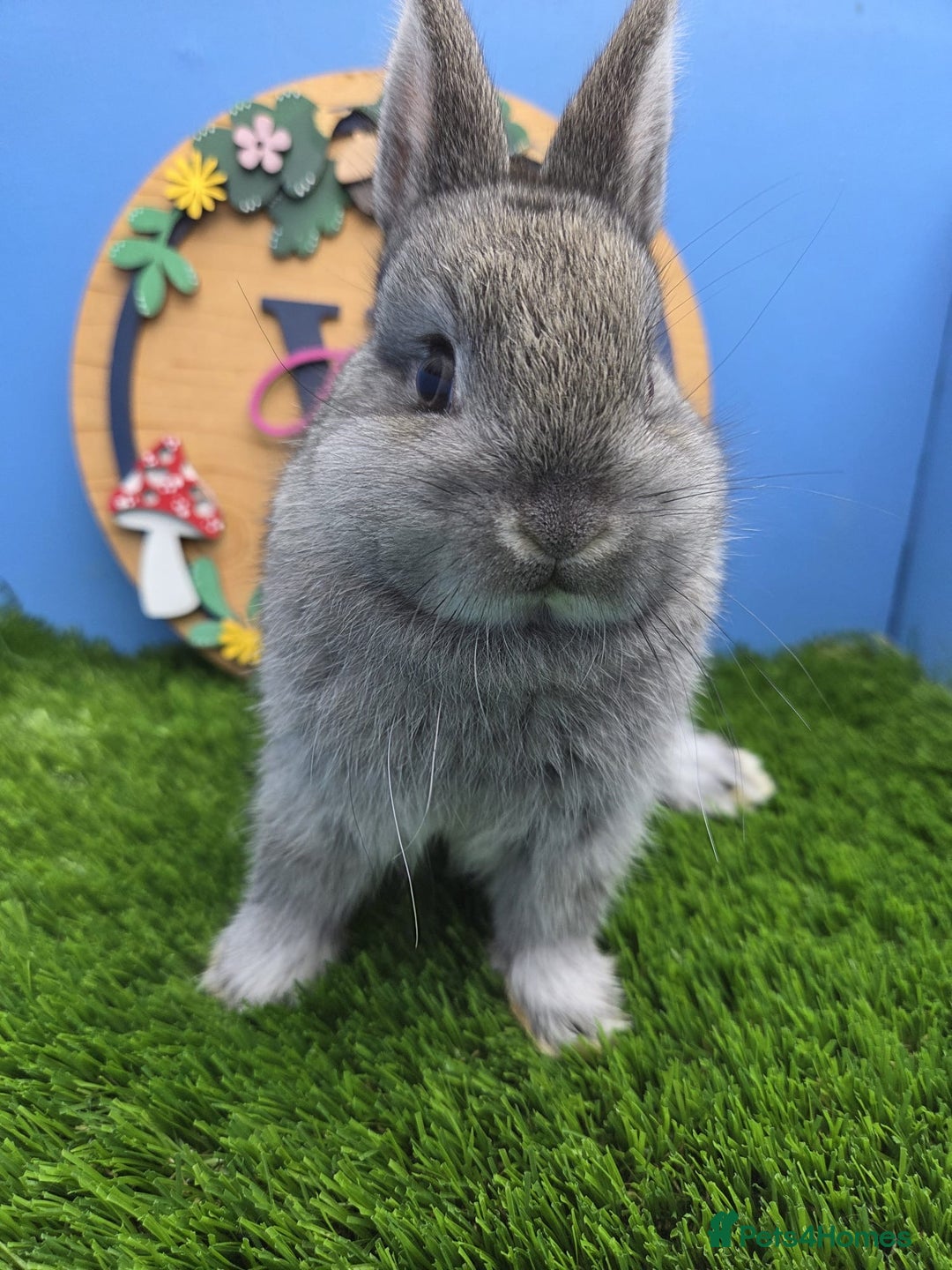 Netherland Dwarf rabbits for sale: Netherland Dwarf Baby Rabbit Male Buck  - Advert 2