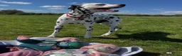 Dalmatian dogs for sale: Blue is looking for his second home *please read* in Lancaster - Advert 8