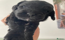 Cavapoo dogs for sale: F1 cavapoos puppies DNA Clear  - Image 5