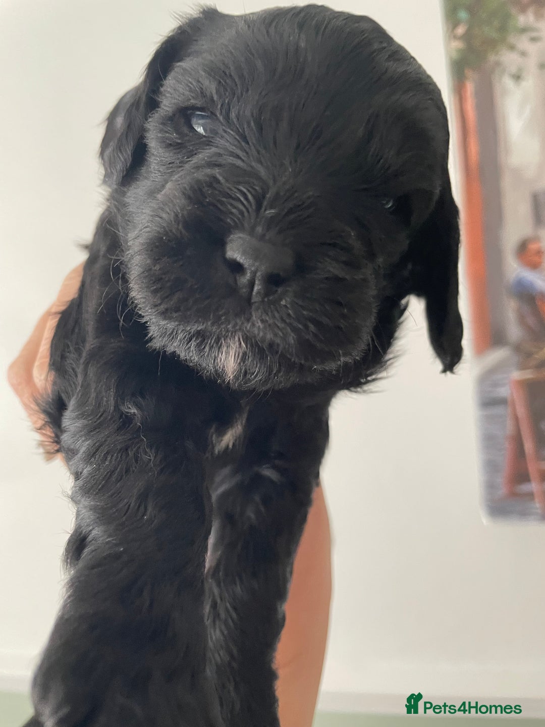 Cavapoo dogs for sale: F1 cavapoos puppies DNA Clear  - Image 5