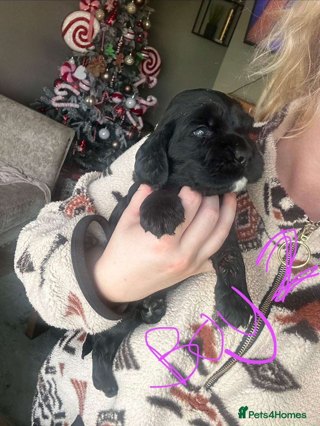 Sprocker dogs for sale: ONE BLACK BOY LEFT❤️‍🩹 - Advert 22