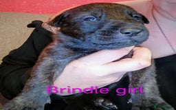 Mixed Breed dogs for sale: 5 tamaskan x pups  - Image 6