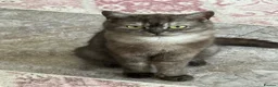 British Shorthair cats for sale: We have 2 little kittens looking for a new home  - Advert 21