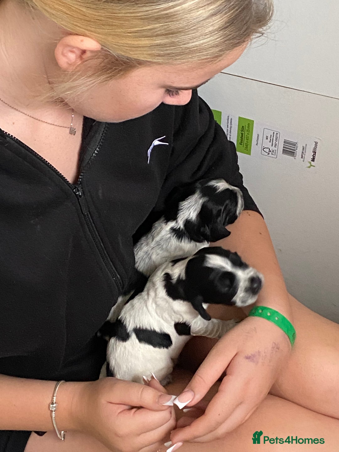 Cocker Spaniel dogs for sale: Beautiful cocker spaniel puppies  - Image 10