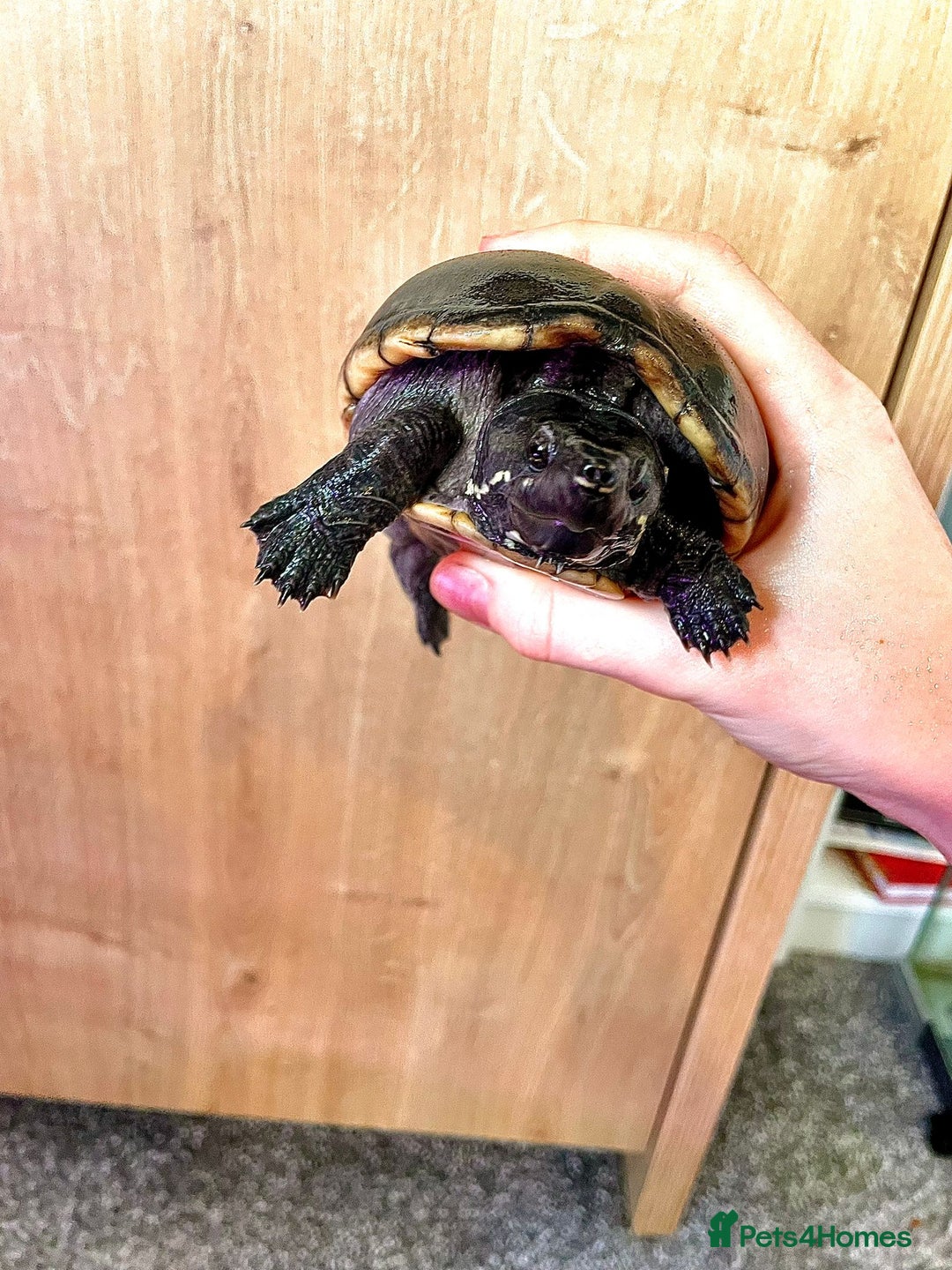 Turtle reptiles for sale: Adult Female Musk Turtle Friendly & Healthy - Advert 3