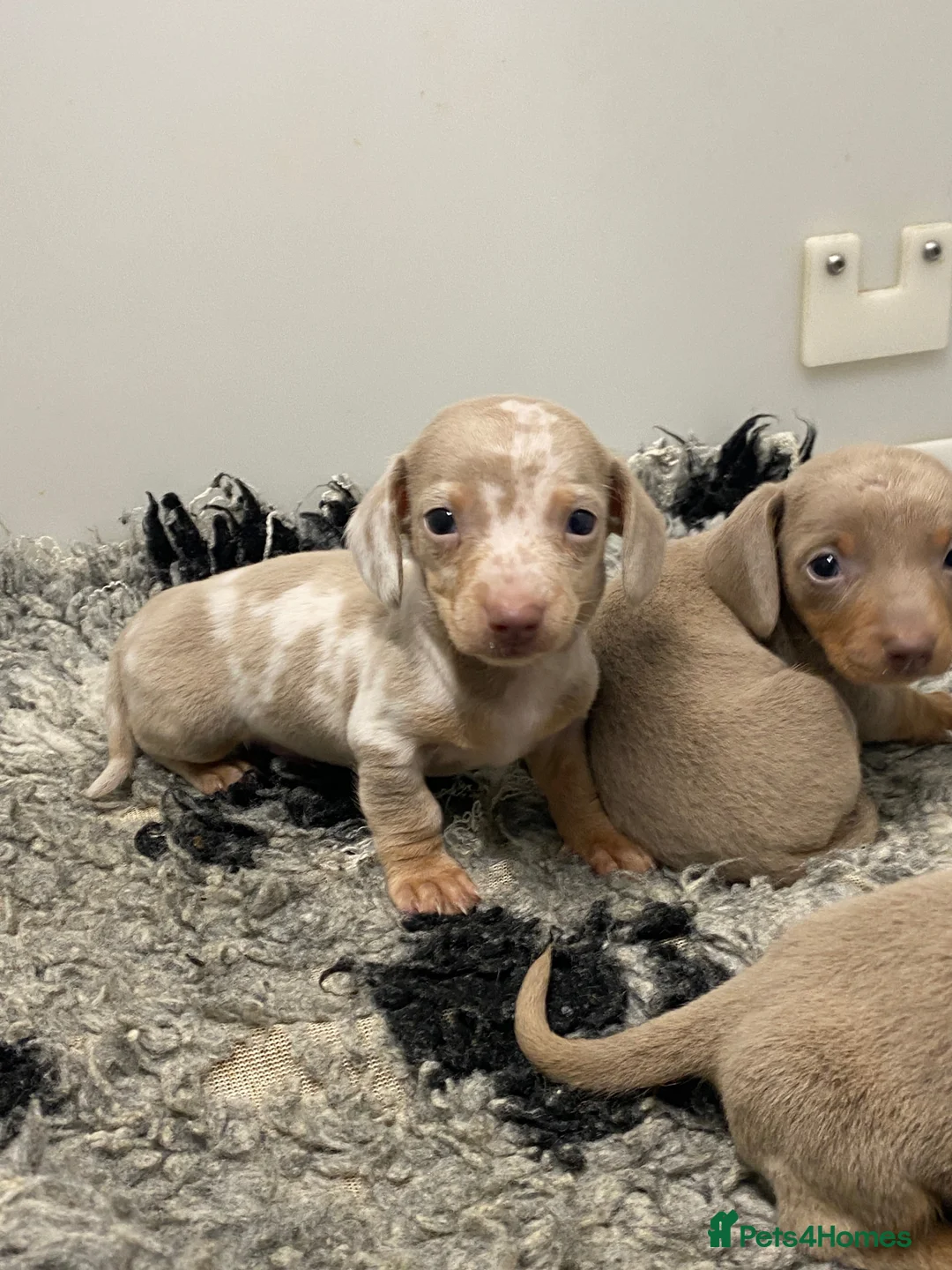 Miniature Dachshund dogs for sale: 5⭐️Licensed breeder. Tiny miniature dachshunds - Advert 1