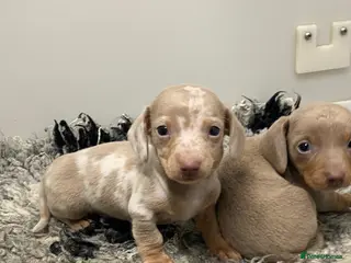 Miniature Dachshund dogs 5⭐️Licensed breeder. Tiny miniature dachshunds - Advert 6