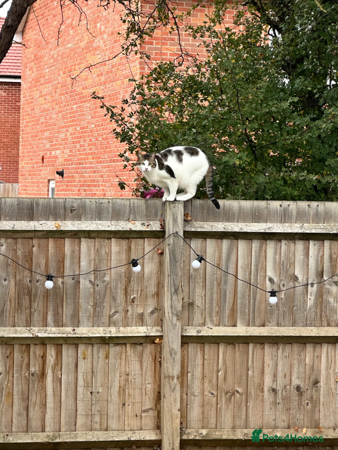Mixed Breed cats for sale: Milo  - Advert 4