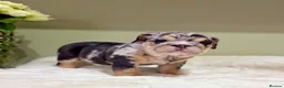 English Bulldog dogs for sale: Merle English Bulldog  in Wigan - Advert 12