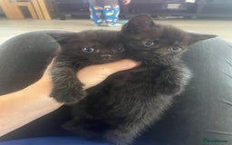 Mixed Breed cats for sale: Kittens For Sale  - Image 10