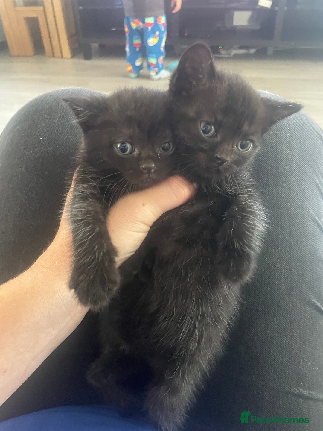Mixed Breed cats for sale: Kittens For Sale  - Image 10