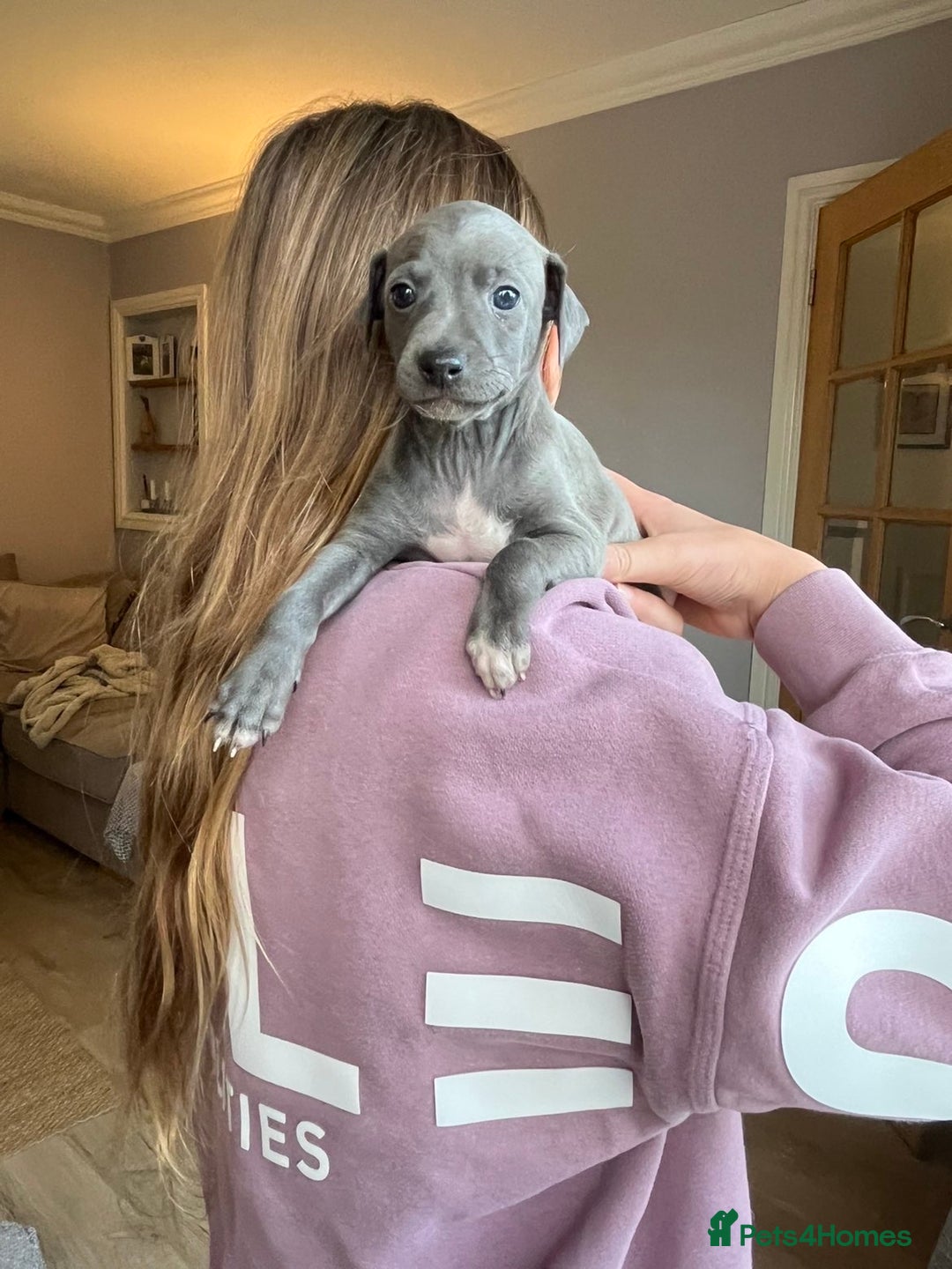 Italian Greyhound dogs for sale: 🐾kc registered Italian greyhound puppies 🐾 - Image 18