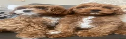 Cavapoo dogs for sale: Red f1b Cavapoo’s  - Advert 3