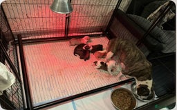 Mixed Breed dogs for sale: Beautiful puppies available – Reserve yours now! - Image 7