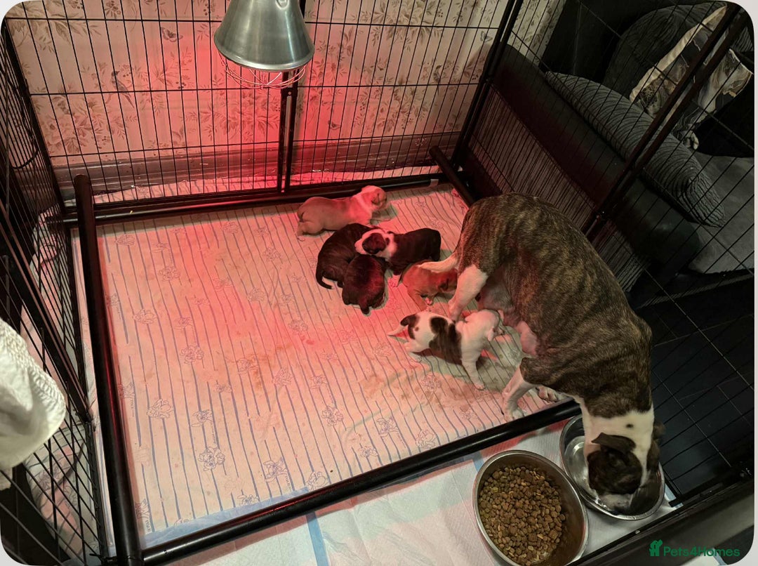 Mixed Breed dogs for sale: Beautiful puppies available – Reserve yours now! - Image 7