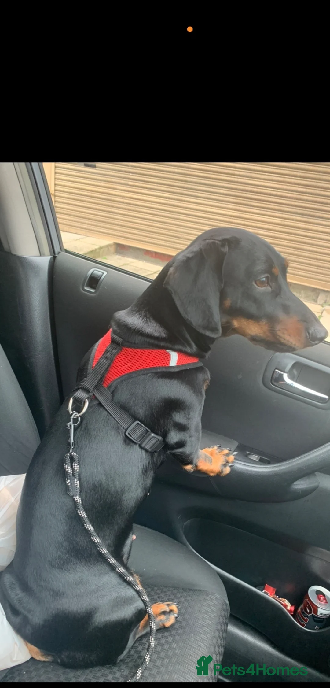 Dachshund dogs for sale: 🐶 5 Beautiful Dachshund Puppies 5 Weeks Old - Advert 2