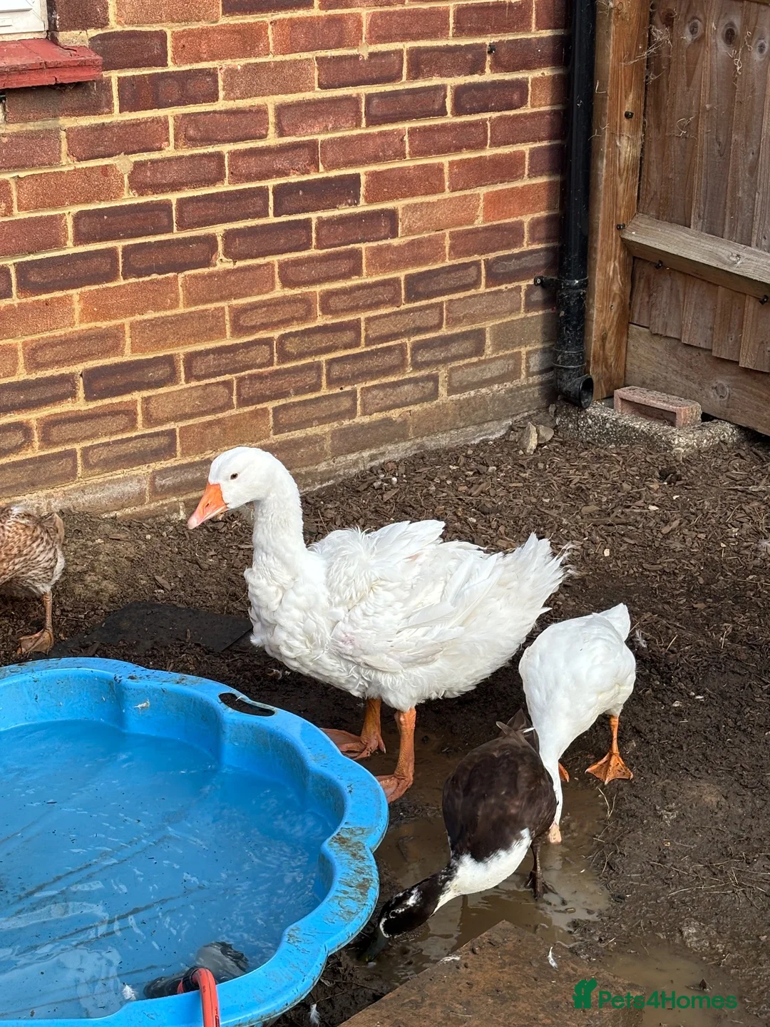 Geese poultry for sale: Sebastopol Goose POL in Henlow - Advert 2