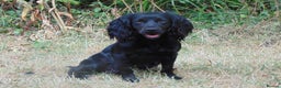Cocker Spaniel dogs for stud: Liver n Tan working cocker. Clear AMS, PP PRA, FN. in Dorchester - Advert 18
