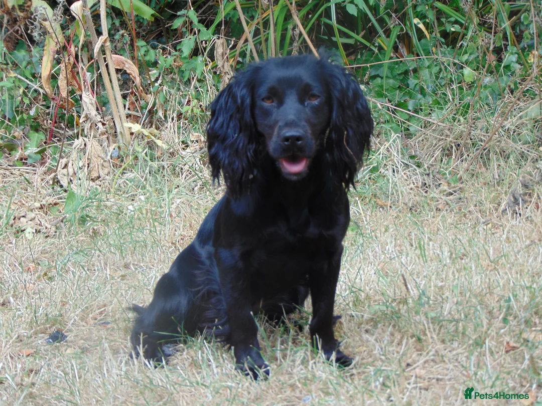 Cocker Spaniel dogs for stud: Liver n Tan working cocker. Clear AMS, PP PRA, FN. - Advert 18