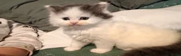 Mixed Breed cats for sale: Super cute Mainecoon x Persian  - Advert 8