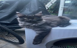 Maine Coon cats for sale: Pure Pedigree Maine Coon kittens | Black Smoke | - Advert 1