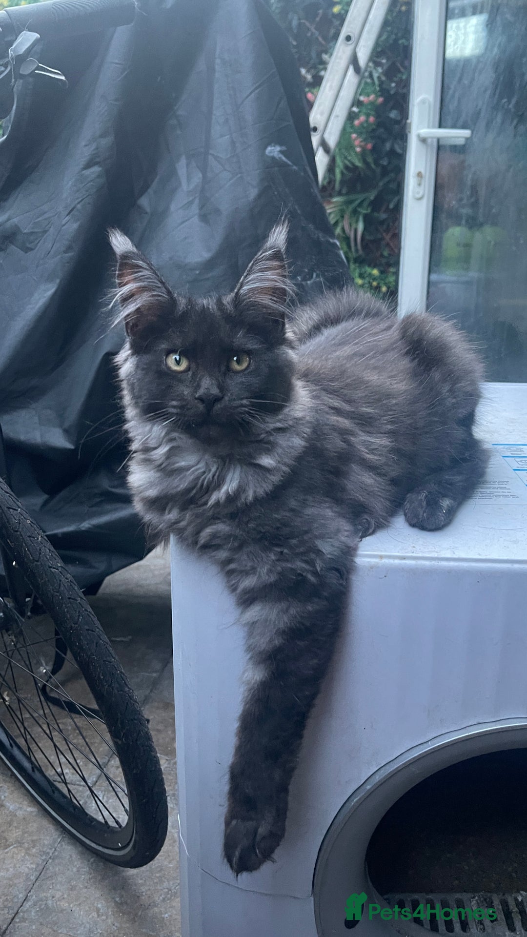 Maine Coon cats for sale: Pure Pedigree Maine Coon kittens | Black Smoke | - Advert 1