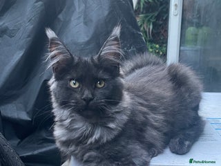 Maine Coon cats - Advert 16