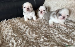 Pug dogs for sale: Stunning litter lilac tans and lilac tan pandas - Image 33