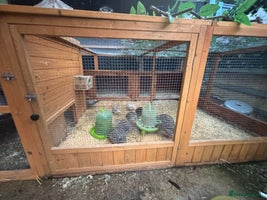 Quail poultry Quail and complete setup - Advert 1