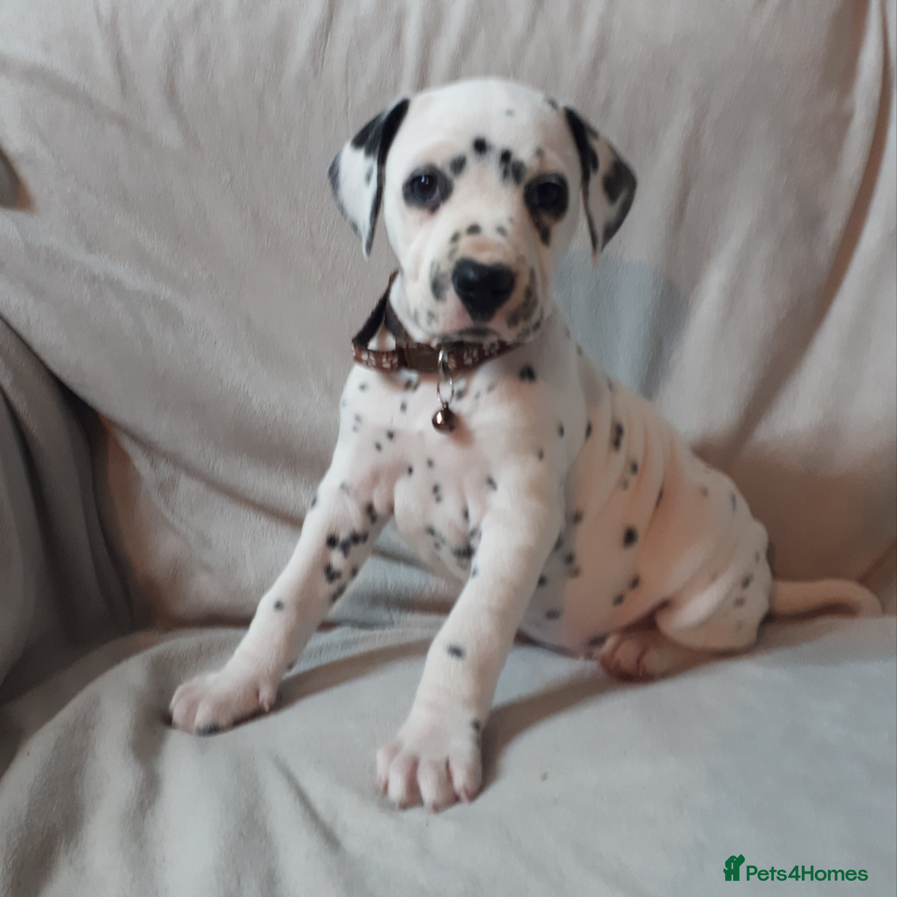 Dalmatian dogs Stunning Dalmatian Pups - Advert 1