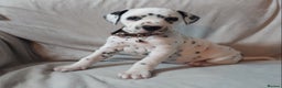 Dalmatian dogs for sale: Stunning Dalmatian Pups - Advert 3