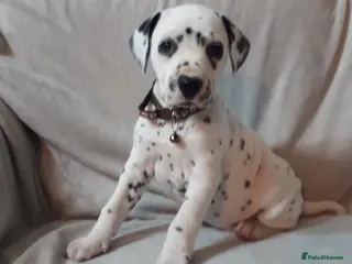 Dalmatian dogs Stunning Dalmatian Pups - Advert 1