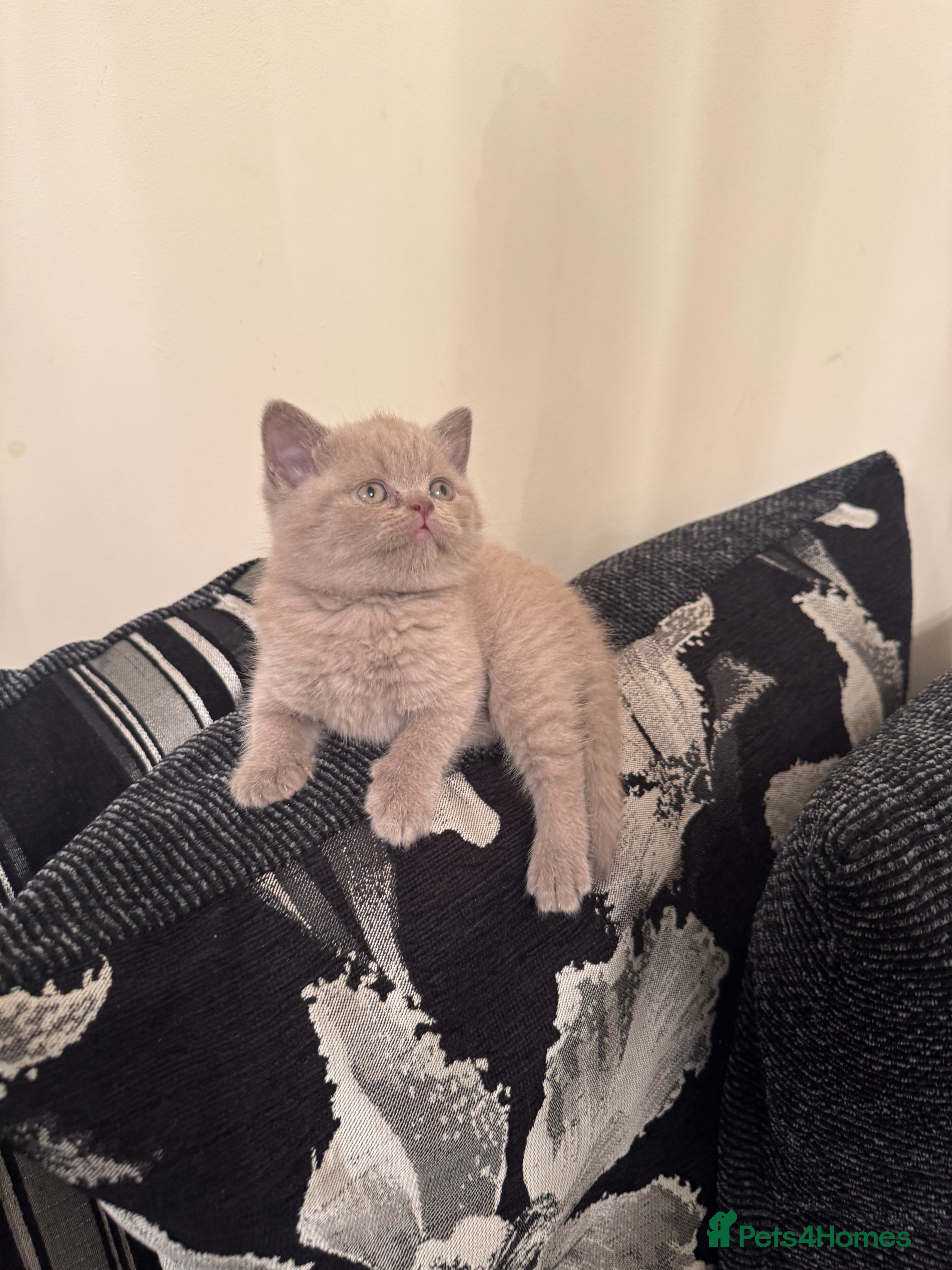 British Shorthair cats Lovely British shorthair Kitten for sale  - Advert 17