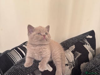 British Shorthair cats Lovely British shorthair Kitten - Advert 1