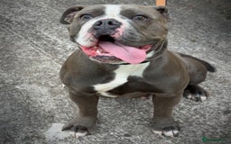 Olde English Bulldogge dogs for sale: Old English Bulldog Pups - Image 6