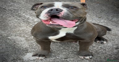 Olde English Bulldogge dogs - Advert 11