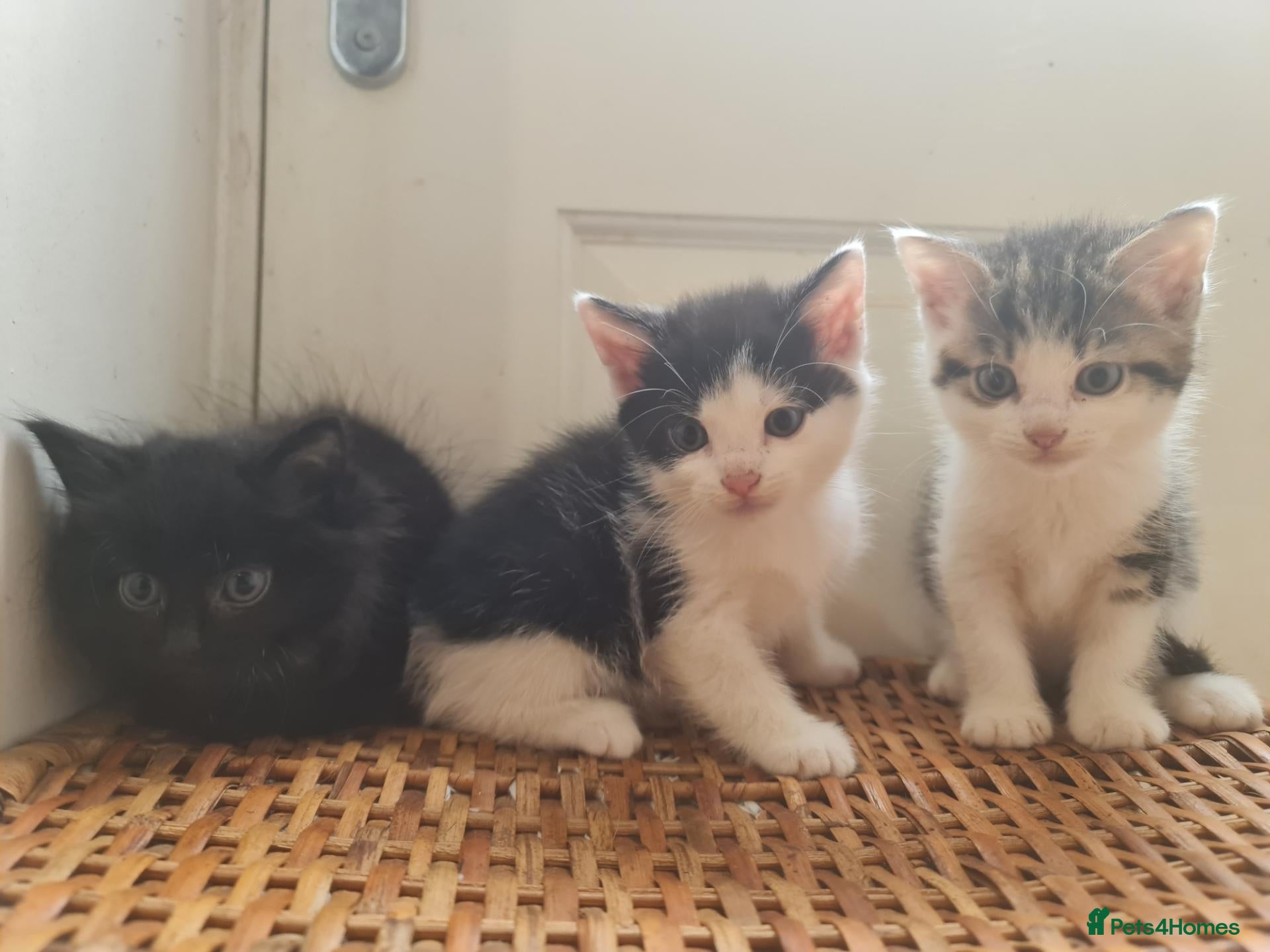 Mixed Breed cats 5 kittens for sale  - Advert 1